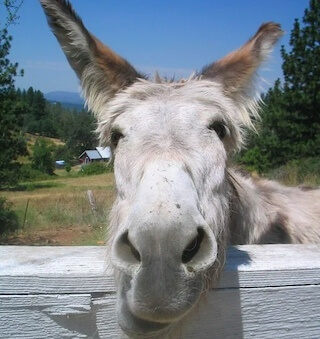 donkey